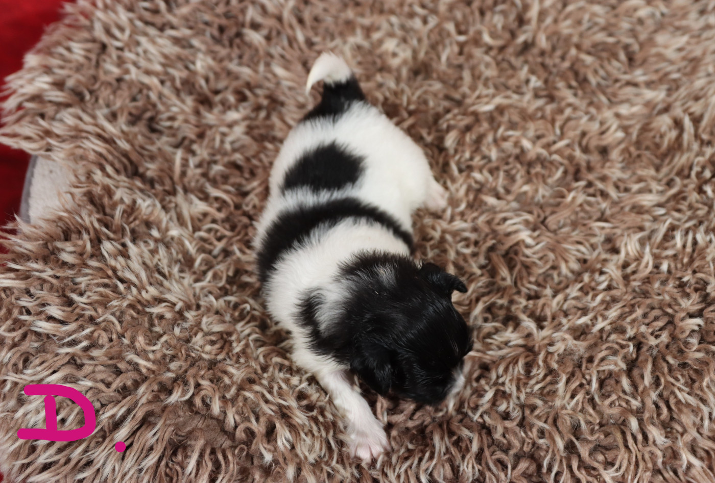 Embrace The Moon - Chiots disponibles - Epagneul nain Continental (Papillon)