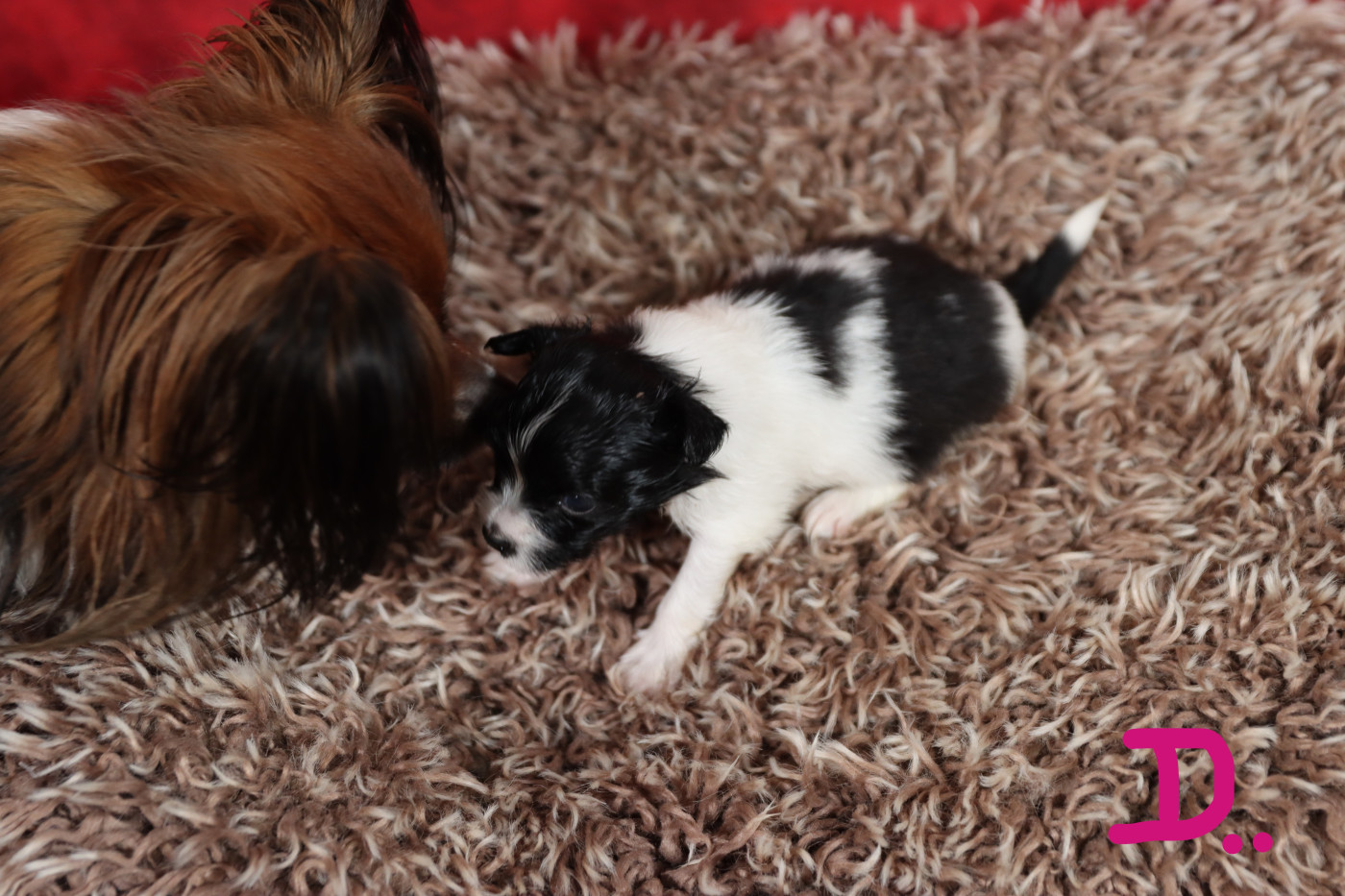 Embrace The Moon - Chiots disponibles - Epagneul nain Continental (Papillon)