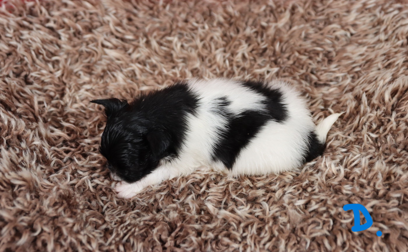 Embrace The Moon - Chiots disponibles - Epagneul nain Continental (Papillon)