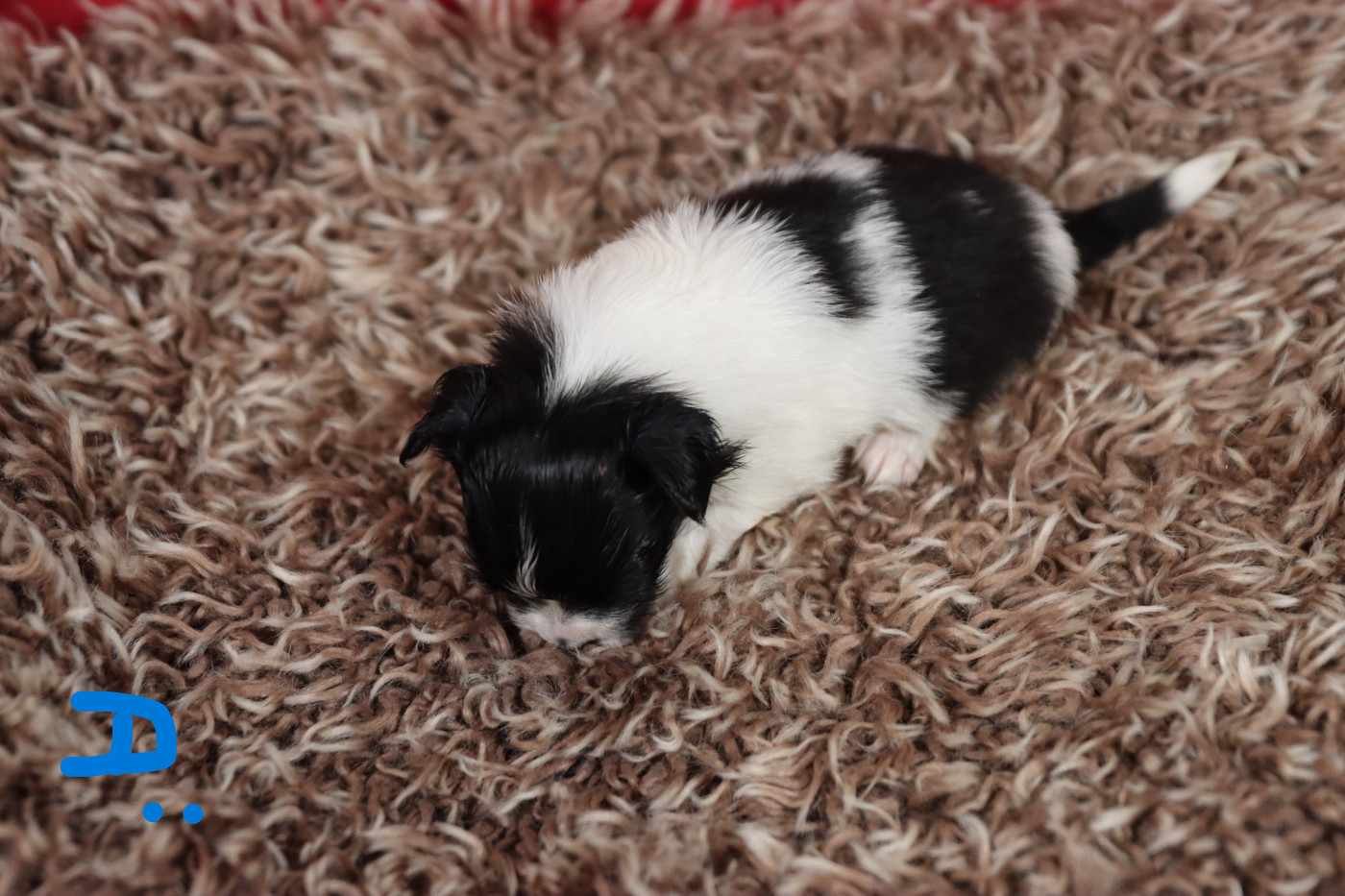 Embrace The Moon - Chiots disponibles - Epagneul nain Continental (Papillon)