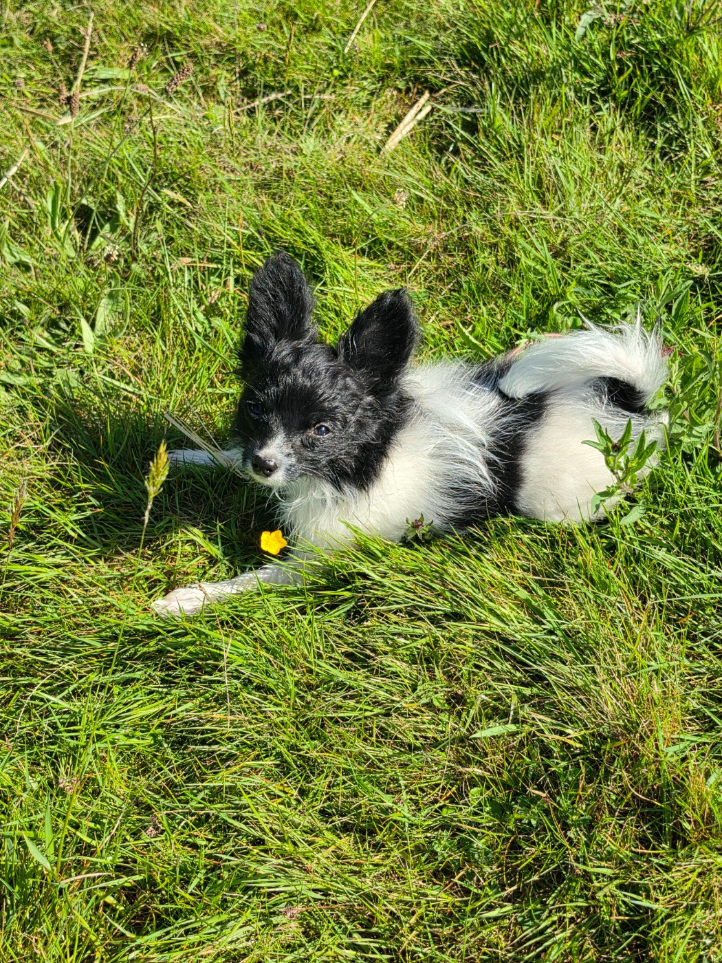 Embrace The Moon - Chiots disponibles - Epagneul nain Continental (Papillon)
